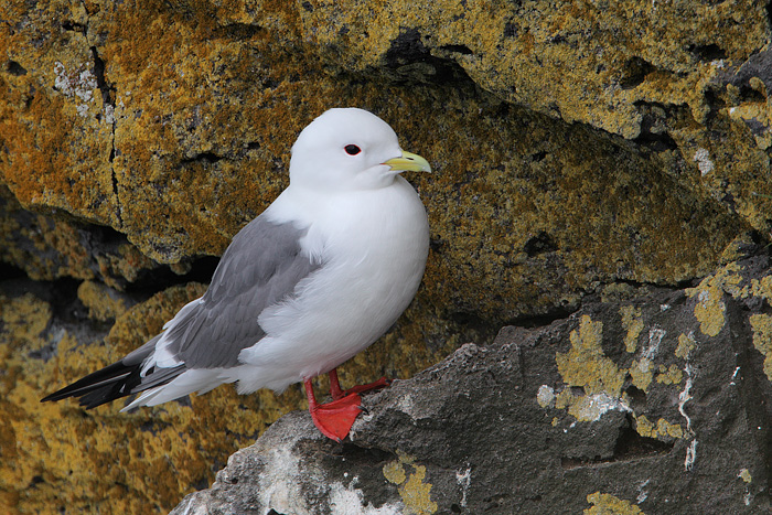 Red-legged Kittiwake