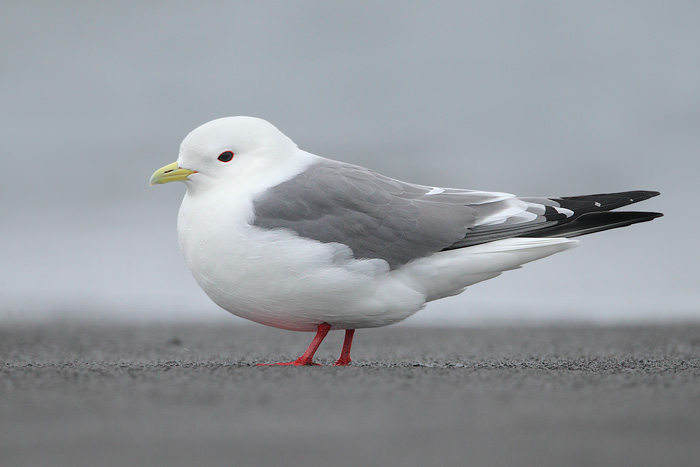 Red-legged Kittiwake