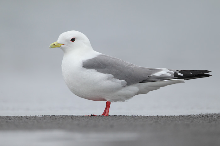 Red-legged Kittiwake