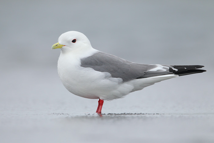 Red-legged Kittiwake