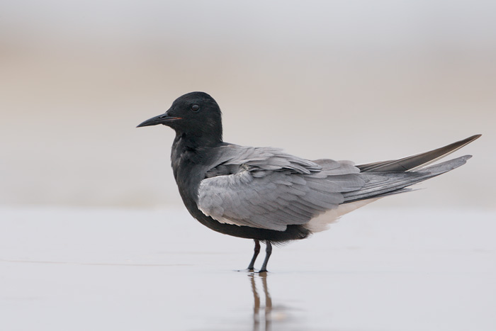 Black Tern