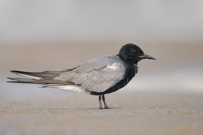 Black Tern