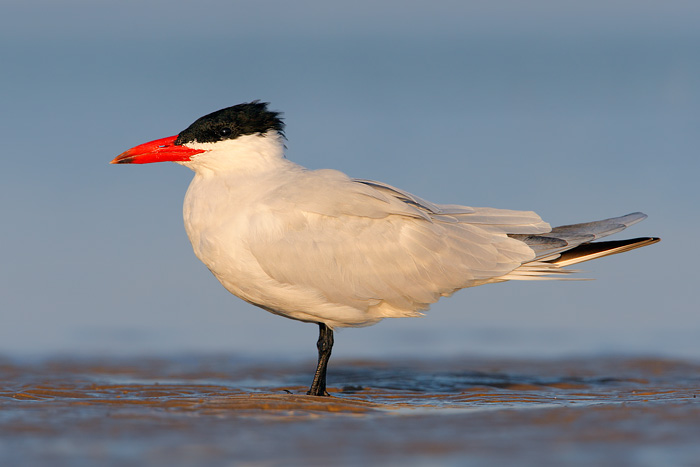 Caspian Tern