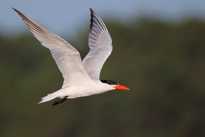 Caspian Tern