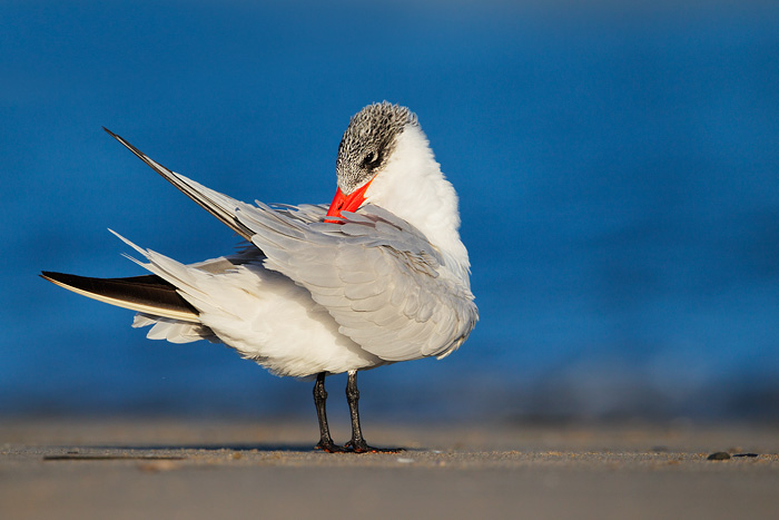 Caspian Tern