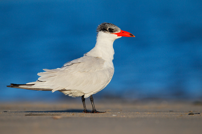 Caspian Tern