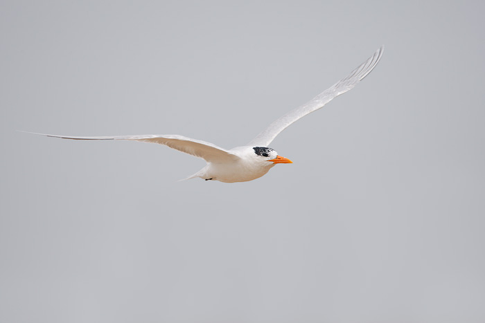 Royal Tern