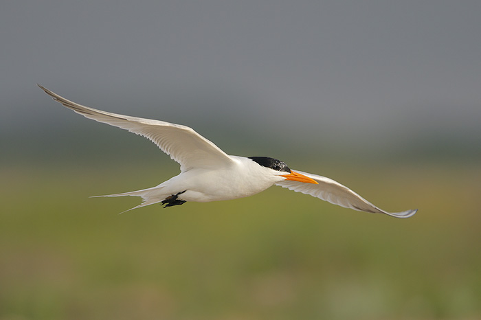 Royal Tern