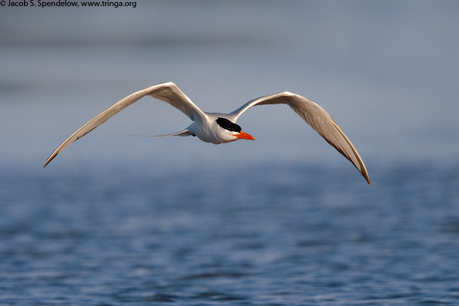 Royal Tern