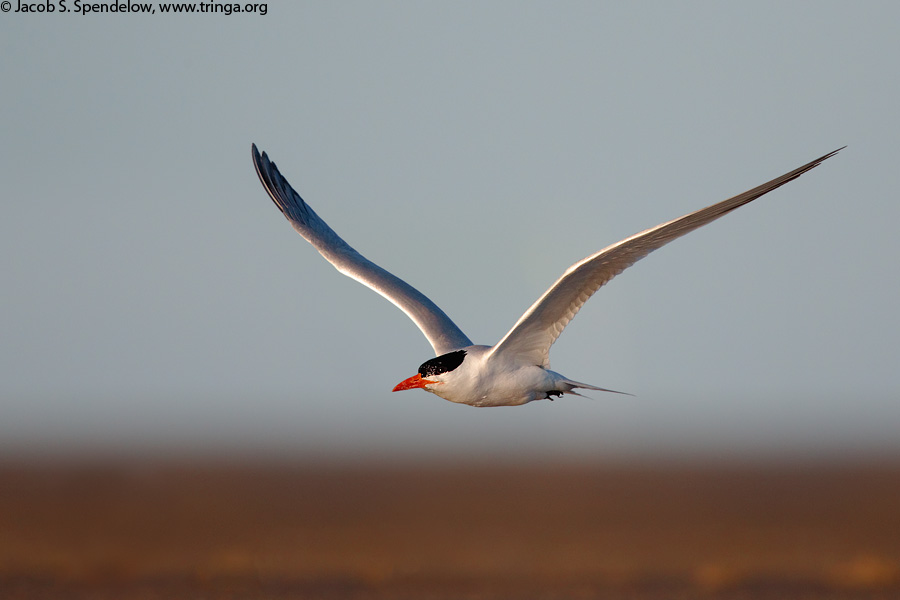 Royal Tern