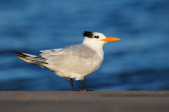 Royal Tern