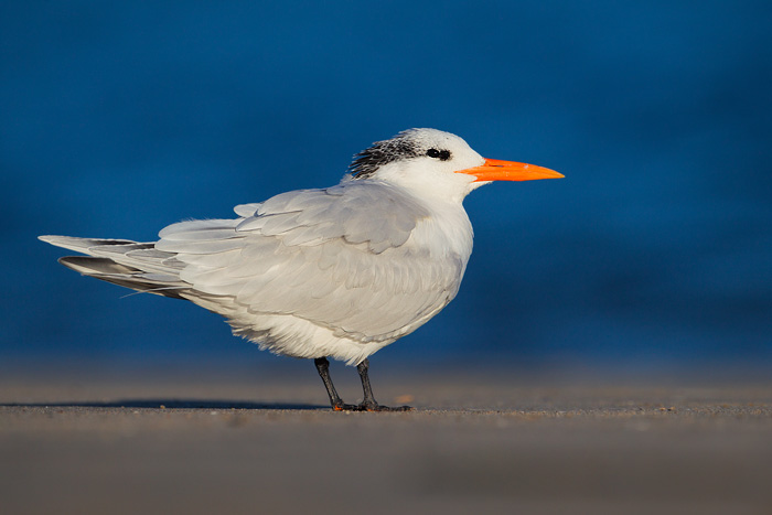 Royal Tern