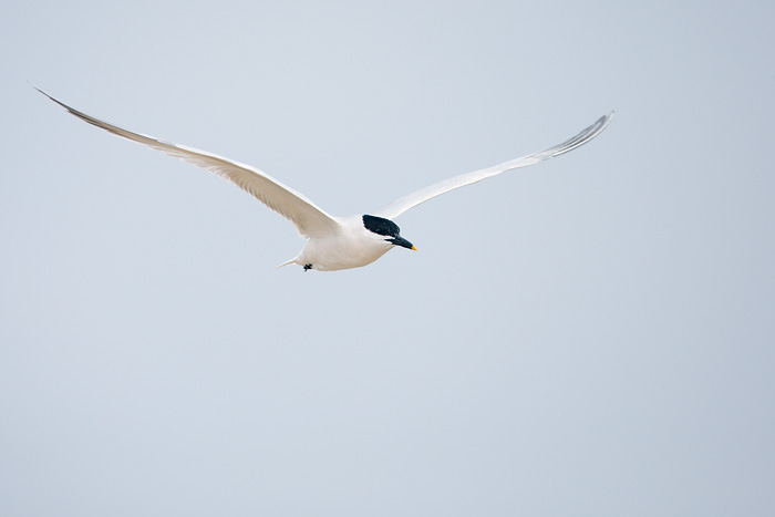 Sandwich Tern