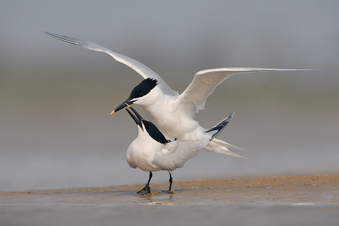 Sandwich Tern