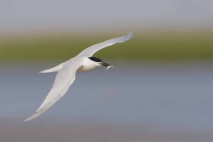 Sandwich Tern