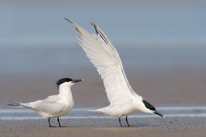 Sandwich Terns