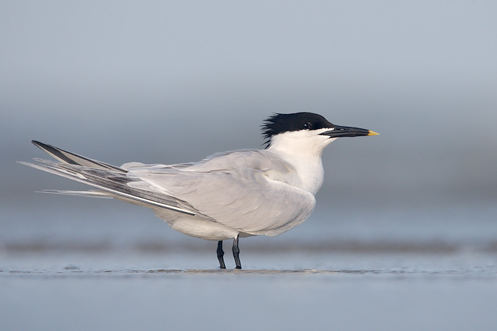 Sandwich Tern