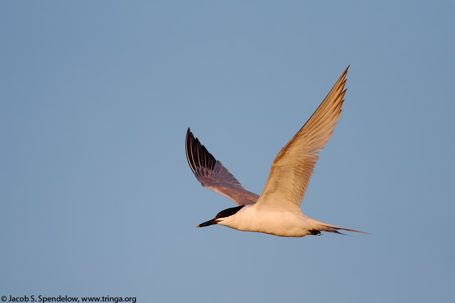 Sandwich Tern