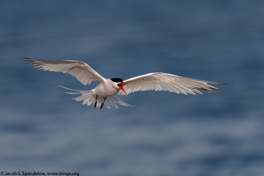 Elegant Tern