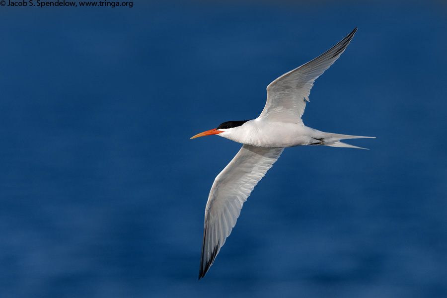 Elegant Tern