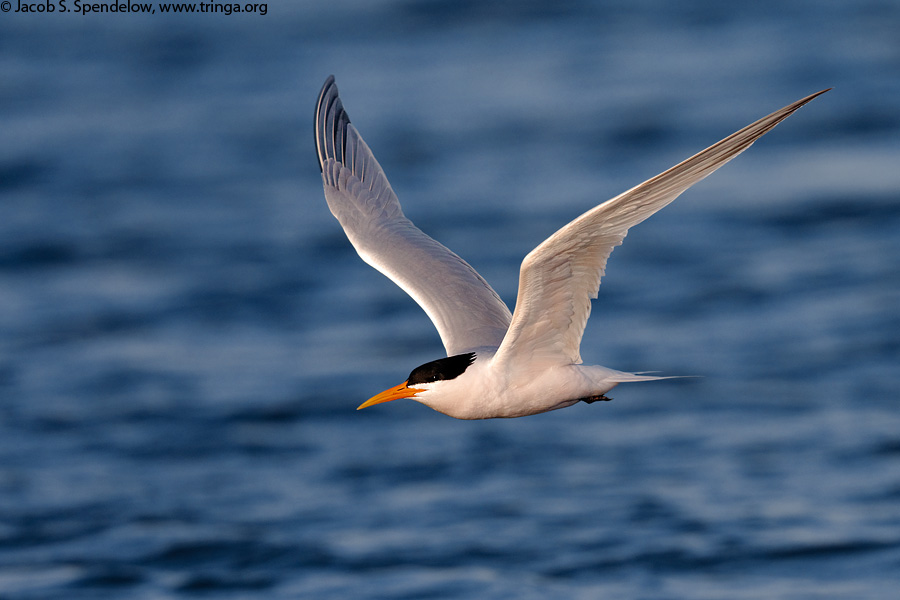 Elegant Tern