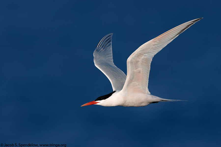 Elegant Tern