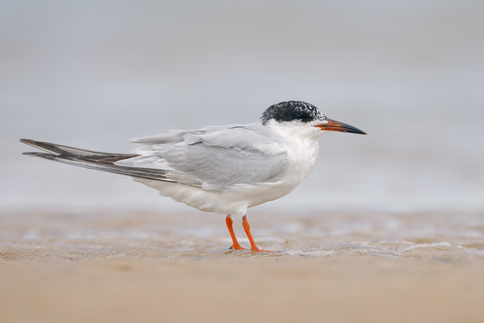 Common Tern