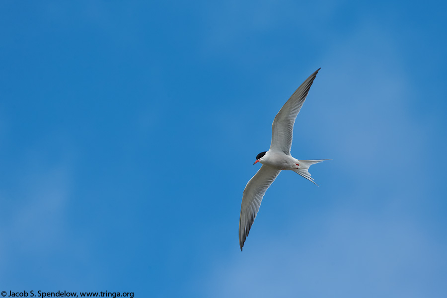 Common Tern