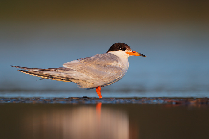 Common Tern