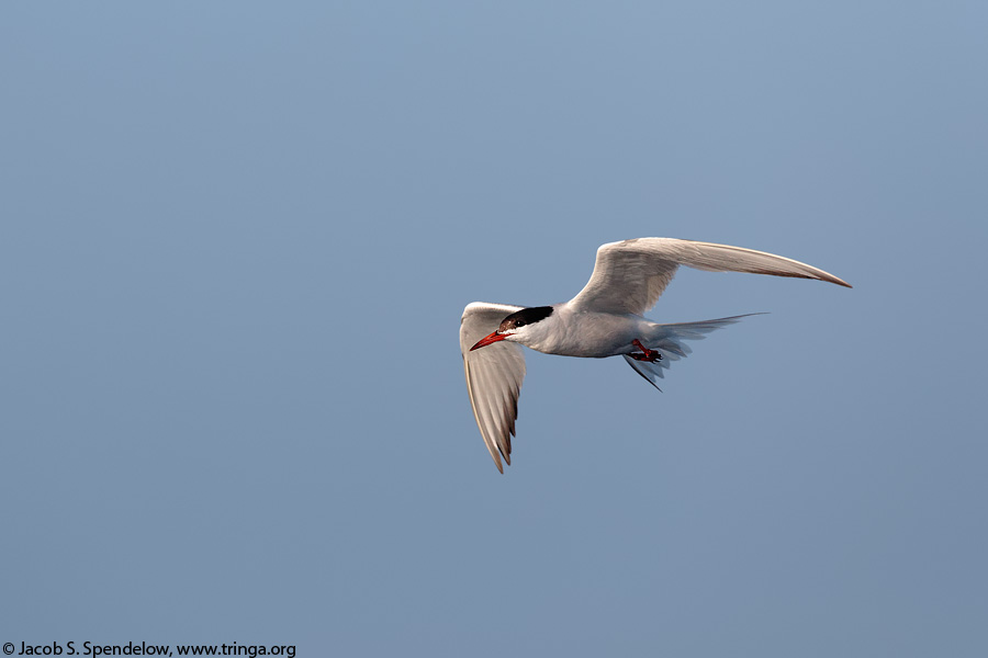 Common Tern