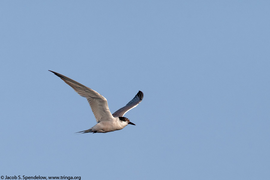 Common Tern