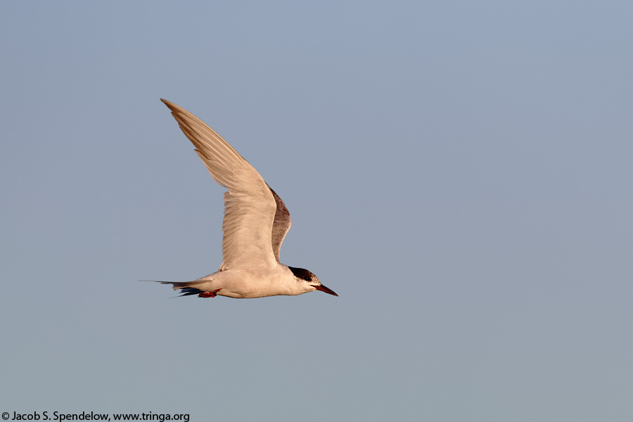 Common Tern