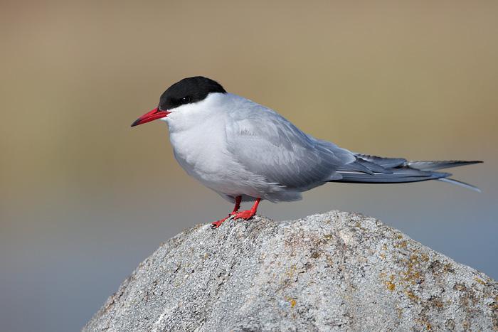 Arctic Tern