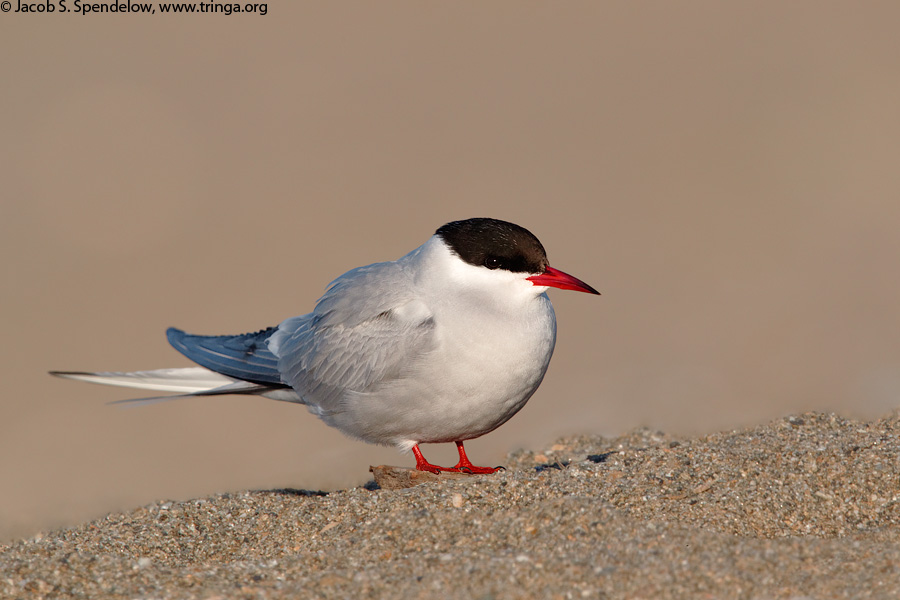 Arctic Tern