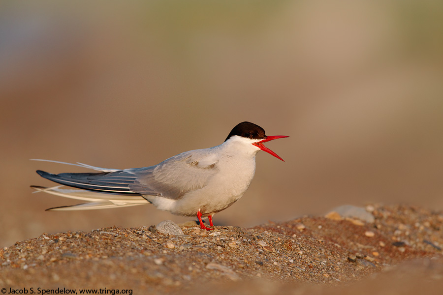 Arctic Tern