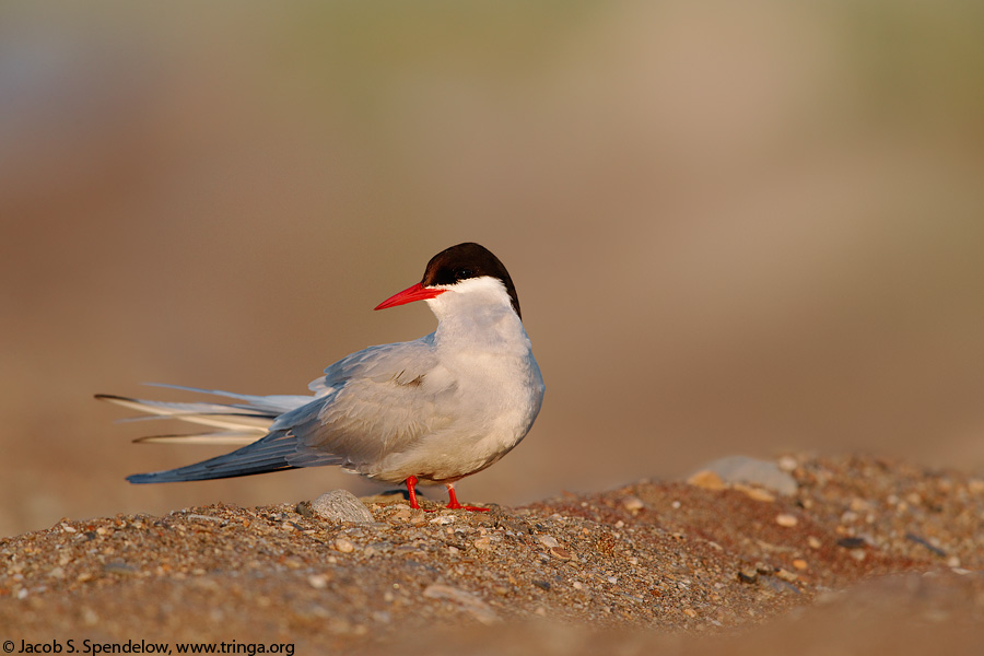 Arctic Tern