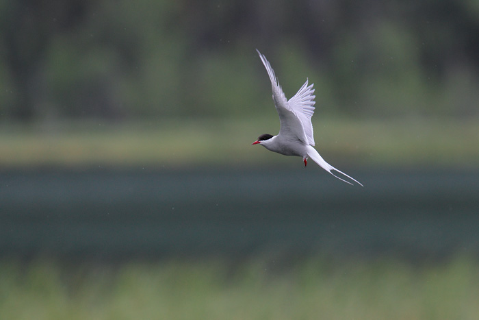 Arctic Tern