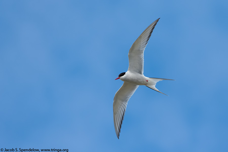 Arctic Tern