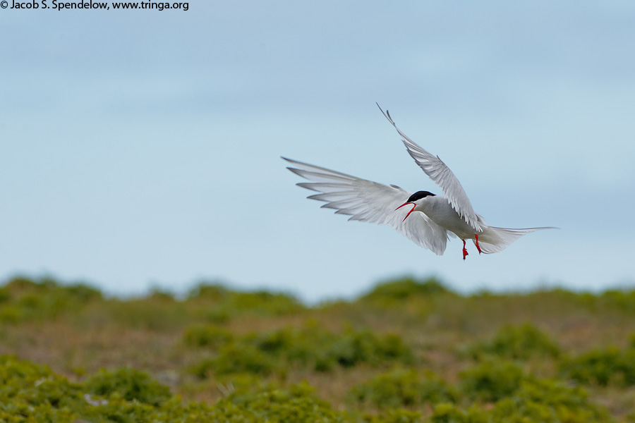 Arctic Tern