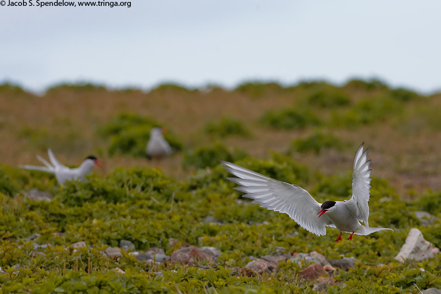 Arctic Tern