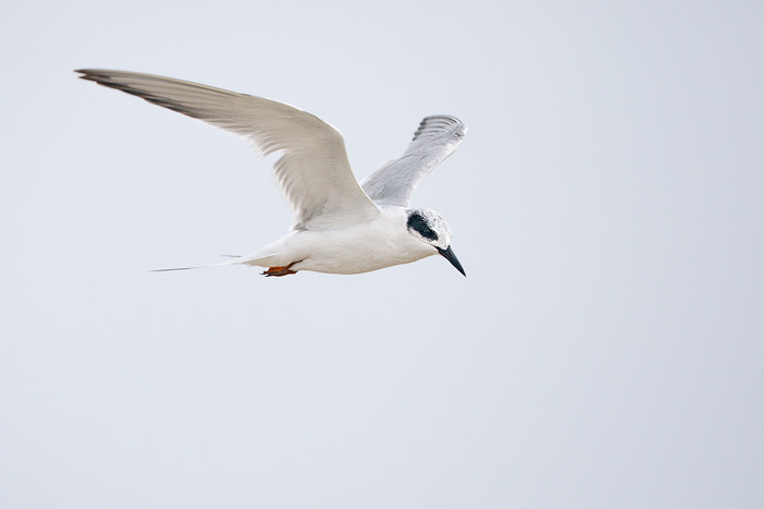 Forster's Tern