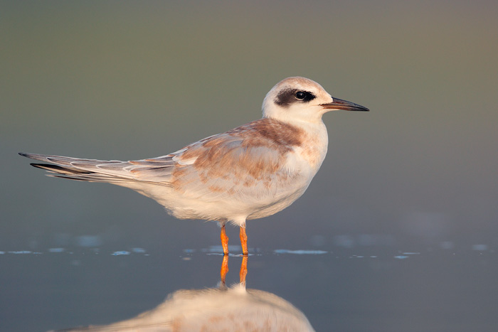 Forster's Tern