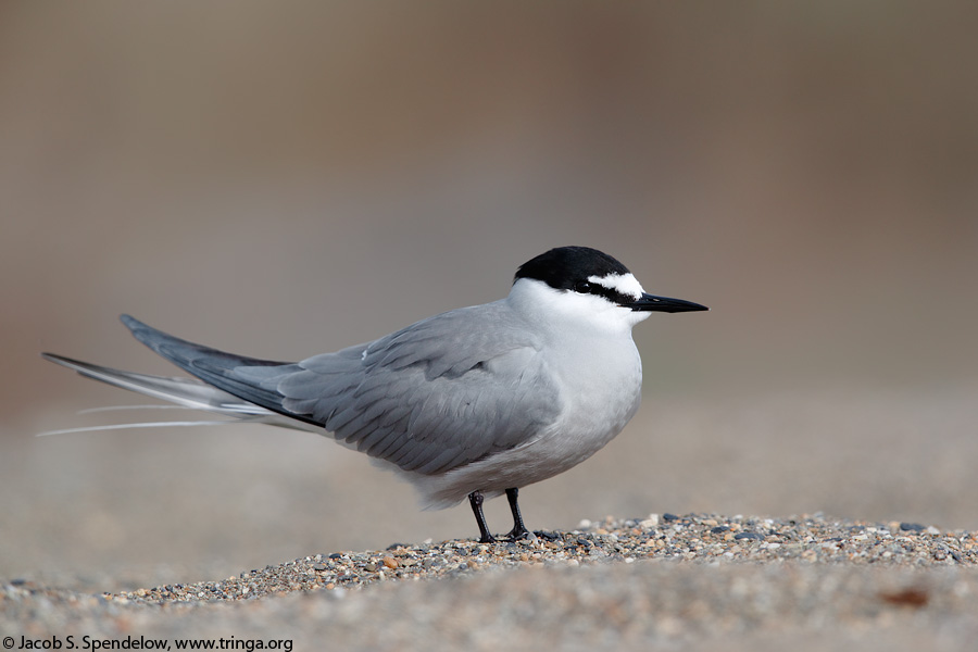 Aleutian Tern