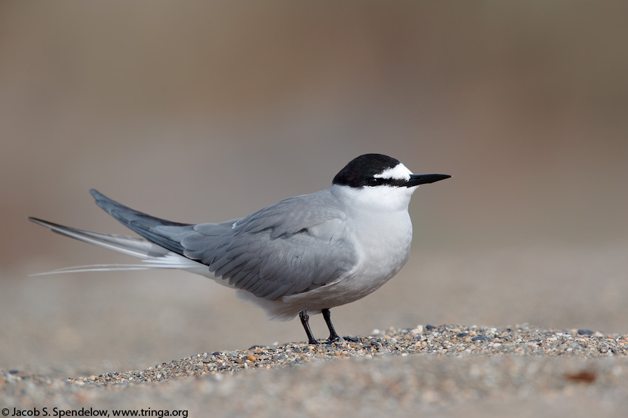 Aleutian Tern