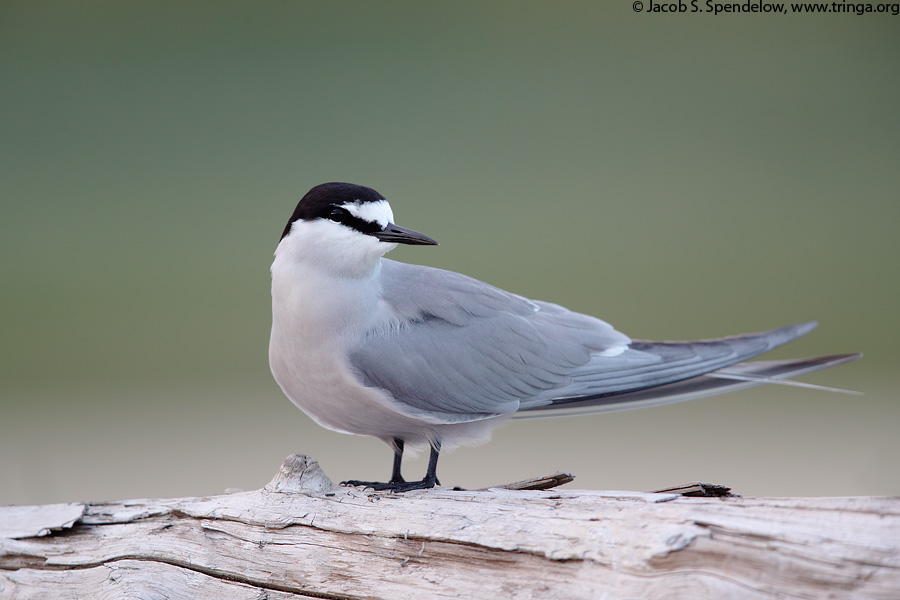 Aleutian Tern