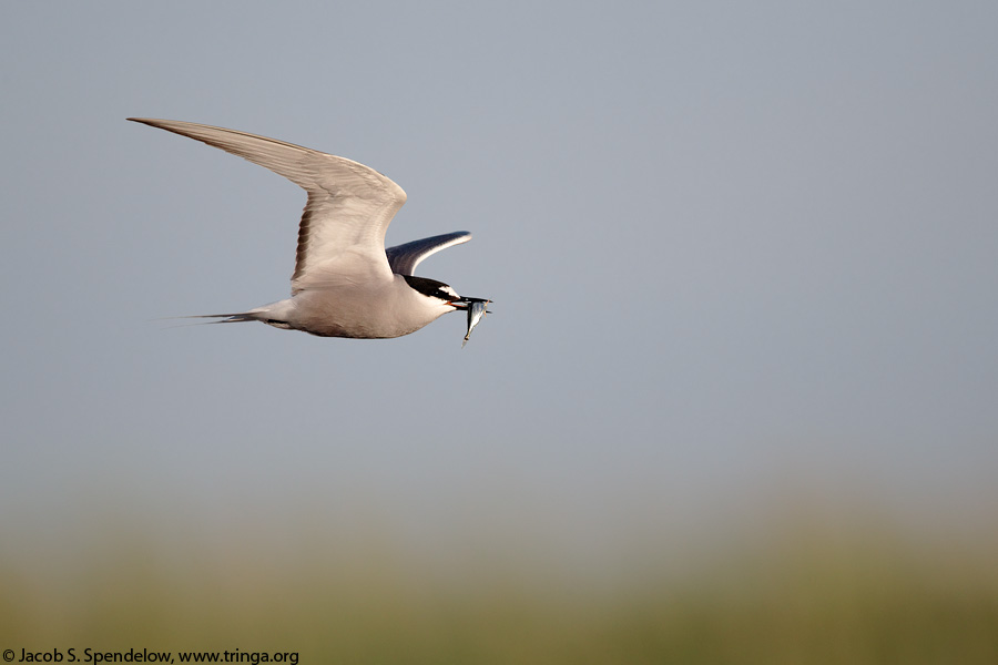 Aleutian Tern