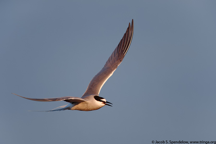 Aleutian Tern