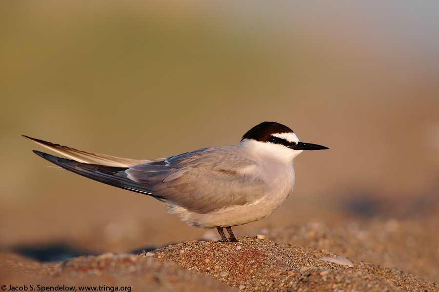 Aleutian Tern