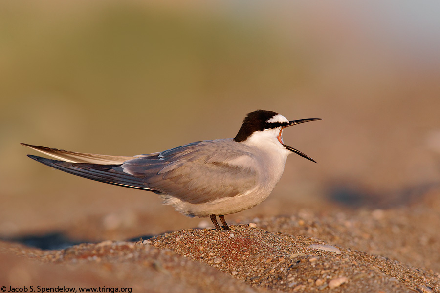 Aleutian Tern