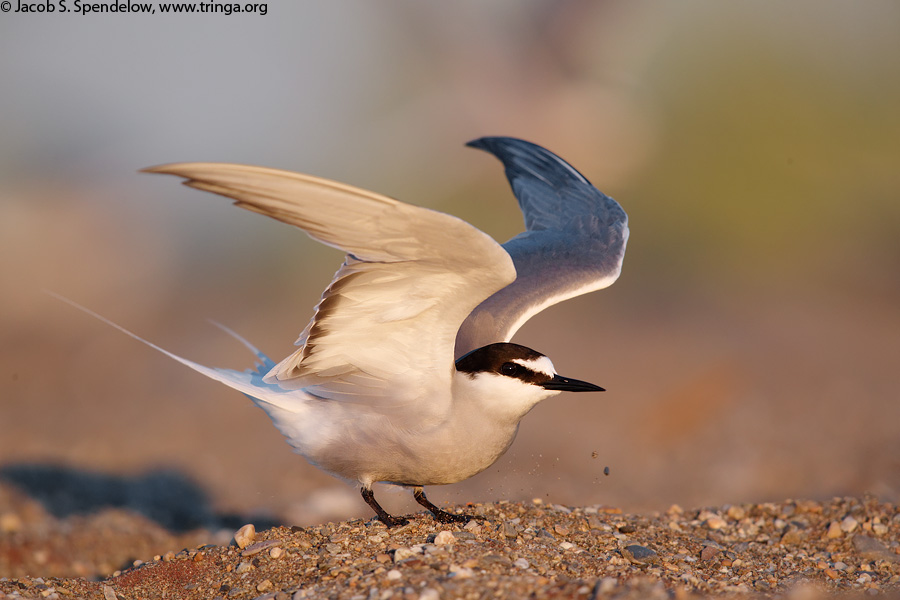 Aleutian Tern